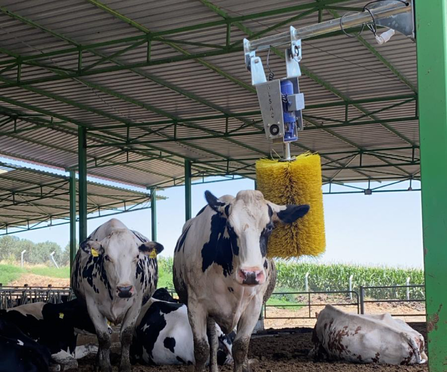 kaşıma-fırçası-2