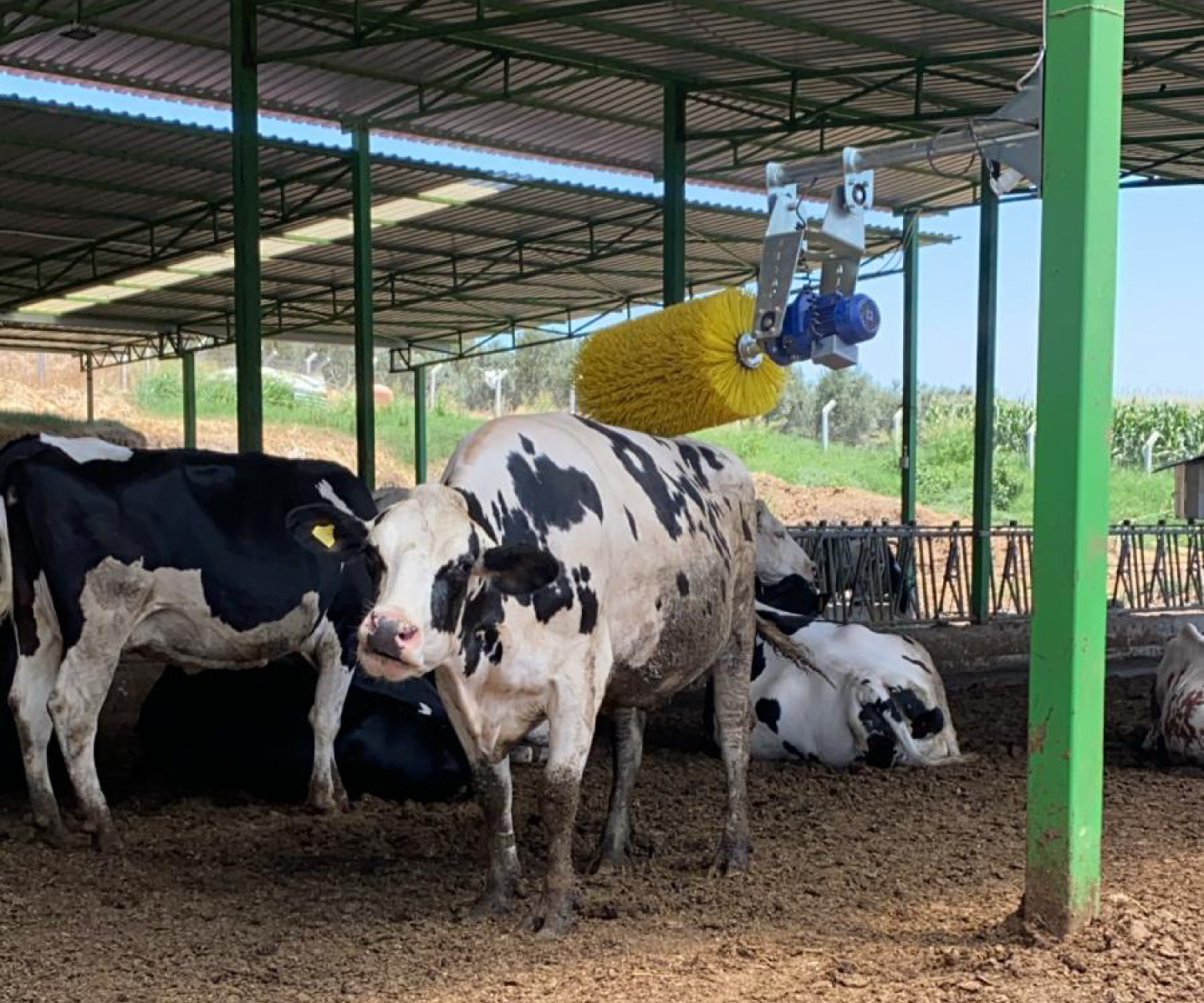 kaşıma-fırçası-3