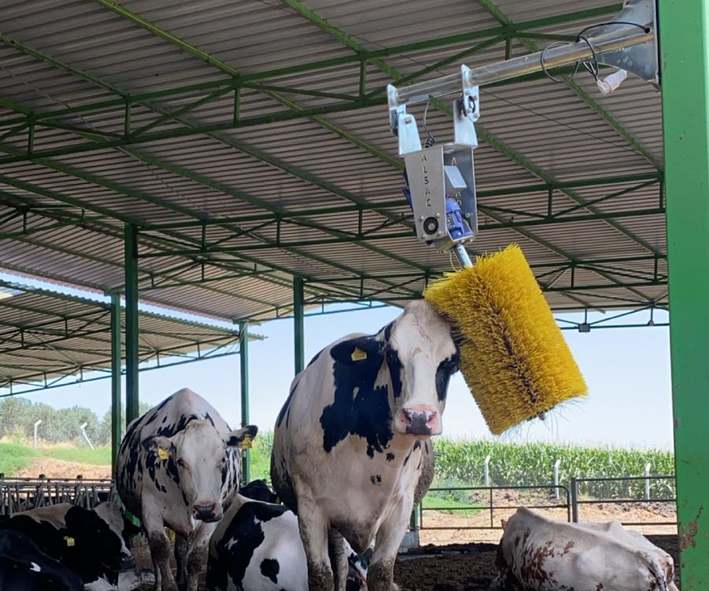 kaşıma-fırçası-4