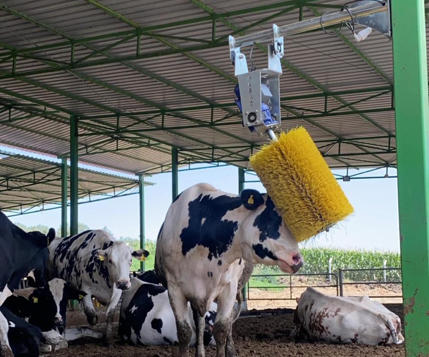 kaşıma-fırçası-5